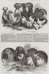 West Kent Pluimvee Tentoonstelling